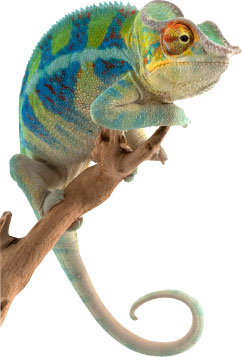 chameleon_left